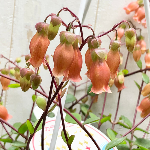 ボリュームあり カランコエ シャンデリア オレンジレッド 吊り鉢