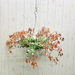 風にゆれるグリーン ミクロソリウム・カンガルーファン 吊り鉢〈5号