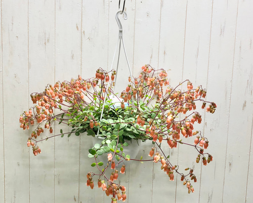 ボリュームあり カランコエ シャンデリア オレンジレッド 吊り鉢