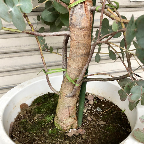 鉢植えユーカリ(シネレア,銀丸葉) 樹高180cm 観葉植物 幹極太 ユーカリ シネレア 銀丸葉 尺鉢（10号） その他インテリア雑貨