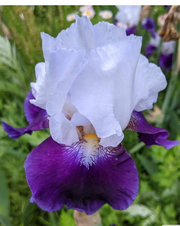 ジャーマンアイリス【スノーマウント】芽だし苗 一輪挿し・花瓶