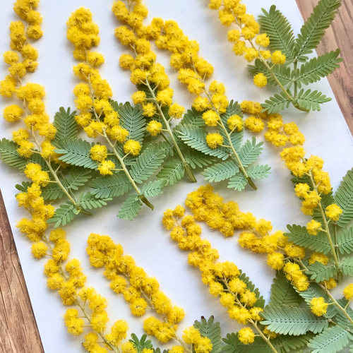 春咲きミモザ*押し花 その他素材 雀雑貨店 通販 17322926 春咲きミモザ*押し花 その他素材 雀雑貨店 通販 17322926