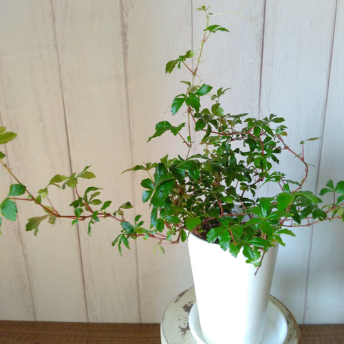 シッサス【ガーランド】 人気観葉植物 高級セラアート鉢受皿付 3.5号