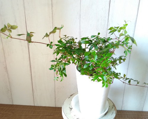 送料無料 お 62474817d716d34a2087e113a40b5e その他観葉植物