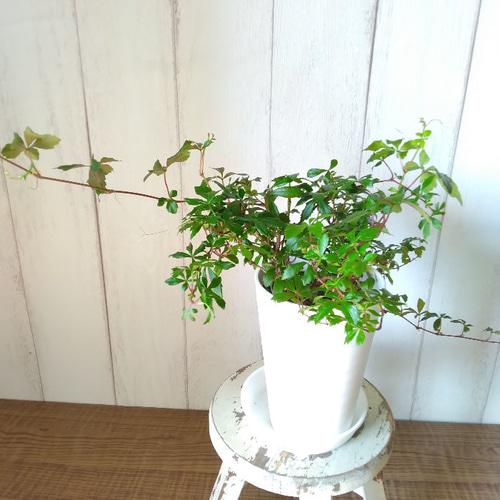 シッサス【ガーランド】 人気観葉植物 高級セラアート鉢受皿付