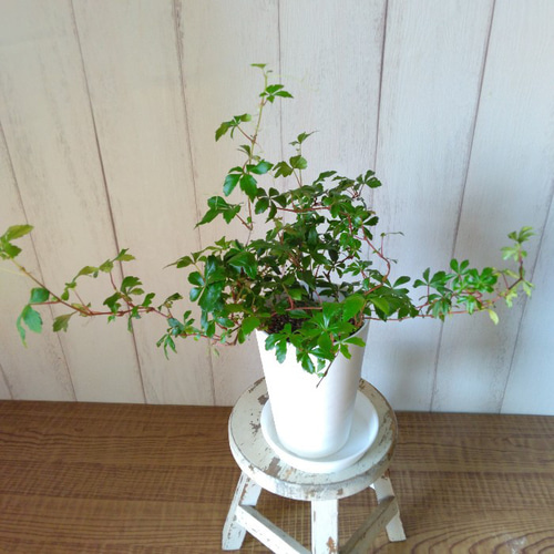 シッサス【ガーランド】 人気観葉植物 高級セラアート鉢受皿付