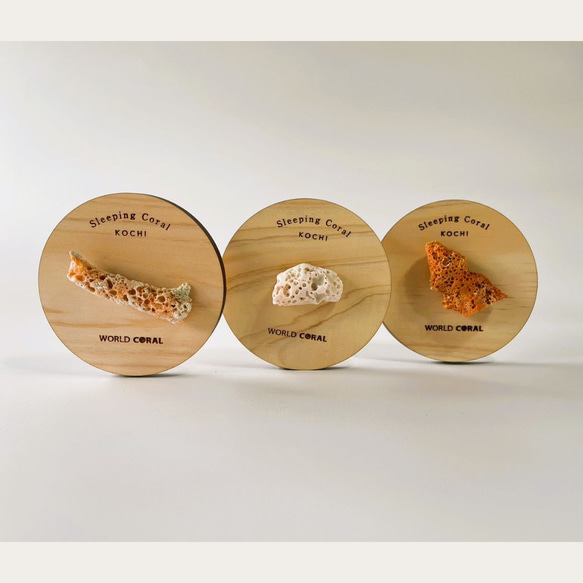 Sleeping Coral 宝石珊瑚と土佐ヒノキのアロマオイルのデュフューザー 5枚目の画像