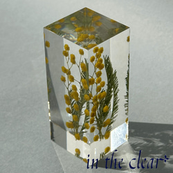 植物標本　ミモザ　黄色　レジン　3センチ角柱　高 1枚目の画像