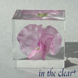 植物標本　スイトピー　ピンク　レジン　５センチ角　プレート 1枚目の画像