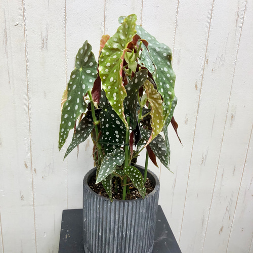 レア種 大株 ベゴニア マクラータ / Begonia maculata セメント鉢