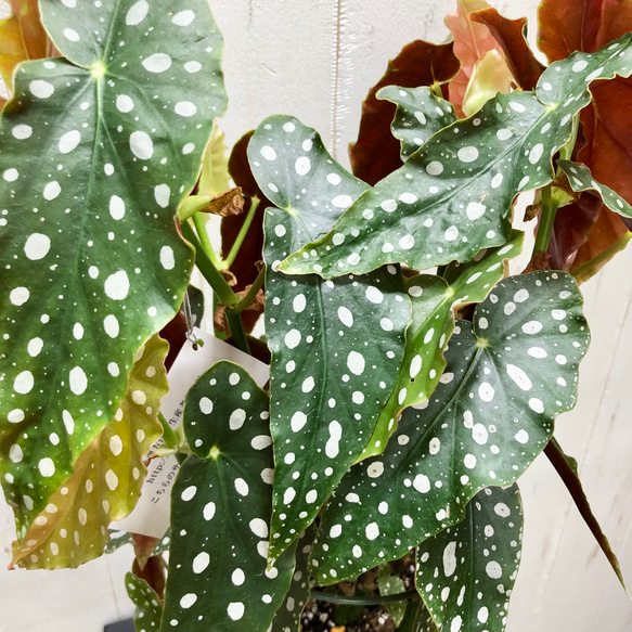 レア種　大株  ベゴニア　マクラータ / Begonia maculata  セメント鉢 5枚目の画像