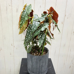 レア種　大株  ベゴニア　マクラータ / Begonia maculata  セメント鉢 3枚目の画像