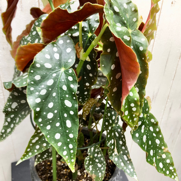 レア種　大株  ベゴニア　マクラータ / Begonia maculata  セメント鉢 7枚目の画像