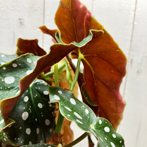 レア種 大株 ベゴニア マクラータ / Begonia maculata セメント鉢