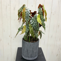 レア種 大株 ベゴニア マクラータ / Begonia maculata セメント鉢