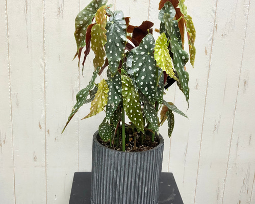 レア種 大株 ベゴニア マクラータ / Begonia maculata セメント鉢