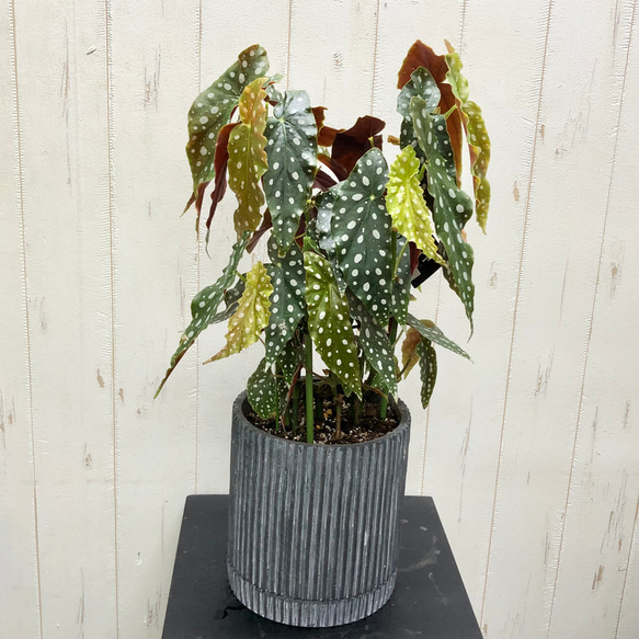 レア種　大株  ベゴニア　マクラータ / Begonia maculata  セメント鉢 1枚目の画像