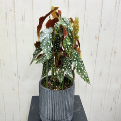 レア種　大株  ベゴニア　マクラータ / Begonia maculata  セメント鉢 2枚目の画像