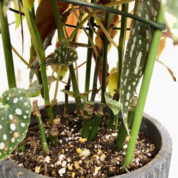 レア種　大株  ベゴニア　マクラータ / Begonia maculata  セメント鉢 8枚目の画像