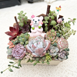 送料無料】到着したよ♪サンタクロース♡多肉植物寄せ植え クリスマス