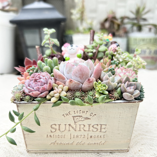 ☆多肉植物 寄せ植え〜ねこちゃんの手作り水栓プランター〜☆ 【公式通販】