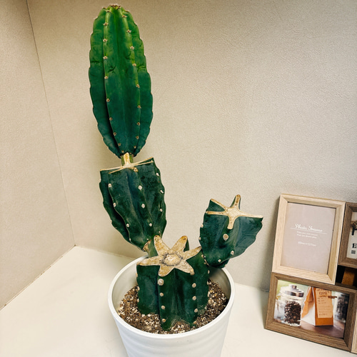 現品］7番 柱サボテン 鬼面角 ブランチ 6号 観葉植物 室内