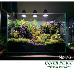 No.76  苔アート　苔テラリウム　イモリウム　カエルリウム　完成品 No.76 苔アート 苔テラリウム イモリウム カエルリウム 完成品