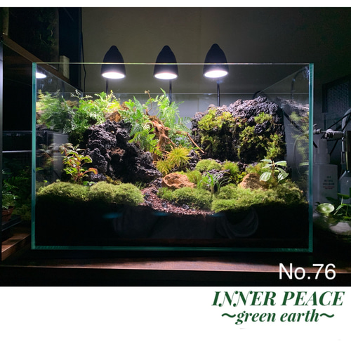 76 苔アート 苔テラリウム イモリウム カエルリウム 完成品 76 苔アート 苔テラリウム イモリウム カエルリウム 完成品