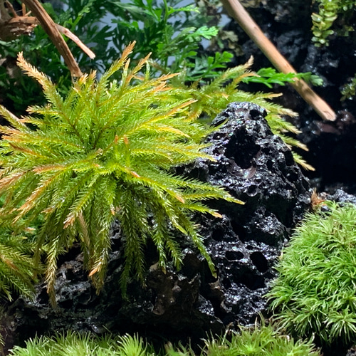 76 苔アート 苔テラリウム イモリウム カエルリウム 完成品 テラリウム