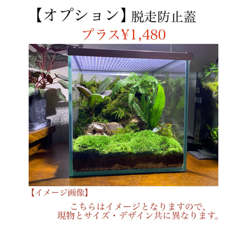 76 苔アート 苔テラリウム イモリウム カエルリウム 完成品 76 苔アート 苔テラリウム イモリウム カエルリウム 完成品