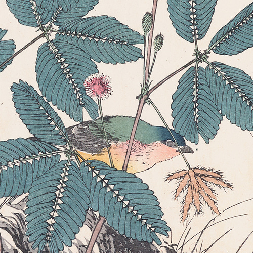 NO.547】オジギソウの花と野鳥の日本画アートポスター☆ボタニカル和柄