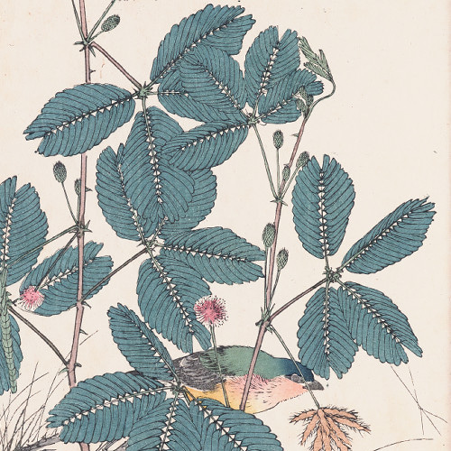 NO.547】オジギソウの花と野鳥の日本画アートポスター☆ボタニカル和柄