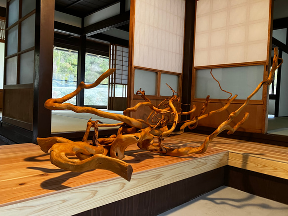 流線美。。特大天然アセビ。 流線美 特大天然アセビ 天然木 アセビ（馬酔木） その他アート