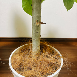 ［現品］1番　フィカス　ウンベラータ　7号　観葉植物　室内　ゴムの木　おしゃれ　プラコッタ鉢 6枚目の画像