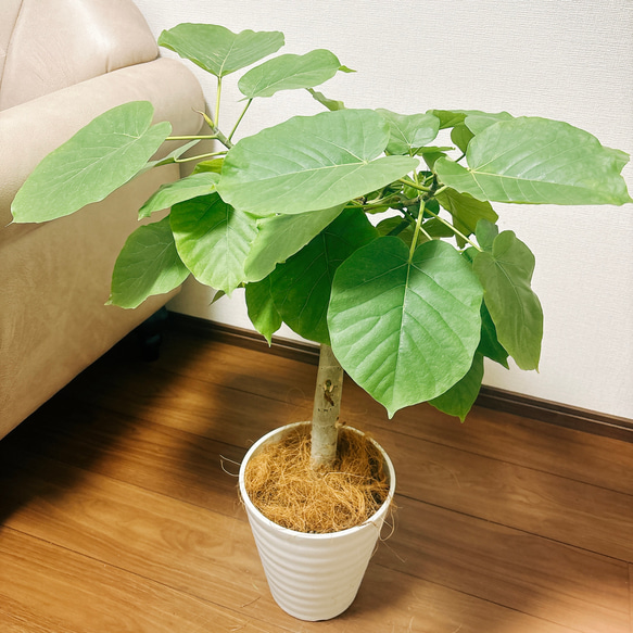 ［現品］1番　フィカス　ウンベラータ　7号　観葉植物　室内　ゴムの木　おしゃれ　プラコッタ鉢 3枚目の画像