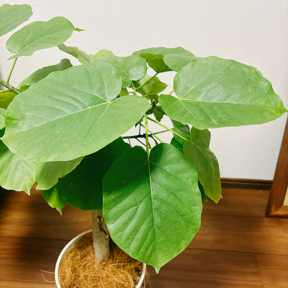 ［現品］1番　フィカス　ウンベラータ　7号　観葉植物　室内　ゴムの木　おしゃれ　プラコッタ鉢 8枚目の画像