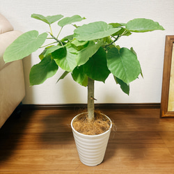 ［現品］1番　フィカス　ウンベラータ　7号　観葉植物　室内　ゴムの木　おしゃれ　プラコッタ鉢 2枚目の画像