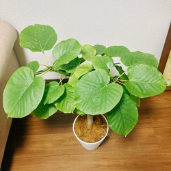 ［現品］1番　フィカス　ウンベラータ　7号　観葉植物　室内　ゴムの木　おしゃれ　プラコッタ鉢 5枚目の画像