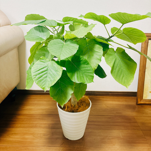 ［現品］1番　フィカス　ウンベラータ　7号　観葉植物　室内　ゴムの木　おしゃれ　プラコッタ鉢 1枚目の画像