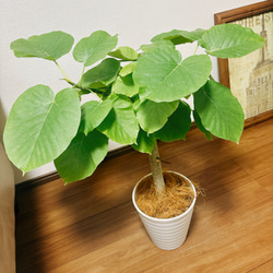 ［現品］1番　フィカス　ウンベラータ　7号　観葉植物　室内　ゴムの木　おしゃれ　プラコッタ鉢 4枚目の画像