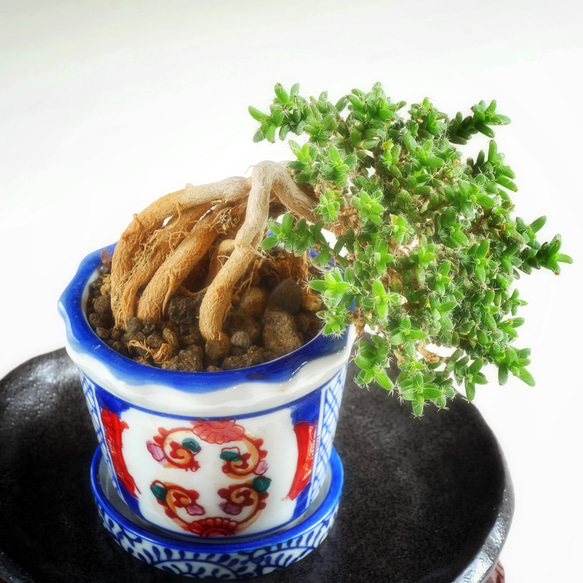 開花中の画像追加！African Bonsai！トリコディアデマ　ブルボスム　姫紅小松　一点物！盆栽スタイル　塊根 4枚目の画像