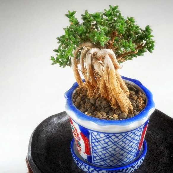 African Bonsai！トリコディアデマ　ブルボスム　姫紅小松　一点物！盆栽スタイル　塊根 3枚目の画像