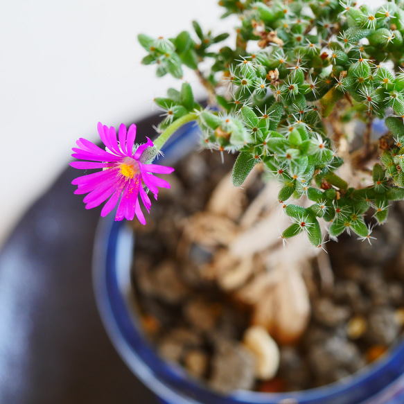 開花中の画像追加！African Bonsai！トリコディアデマ　ブルボスム　姫紅小松　一点物！盆栽スタイル　塊根 6枚目の画像