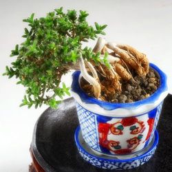 African Bonsai！トリコディアデマ　ブルボスム　姫紅小松　一点物！盆栽スタイル　塊根 2枚目の画像