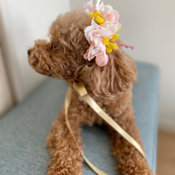 八重桜とミモザの花飾り ペット用 6枚目の画像