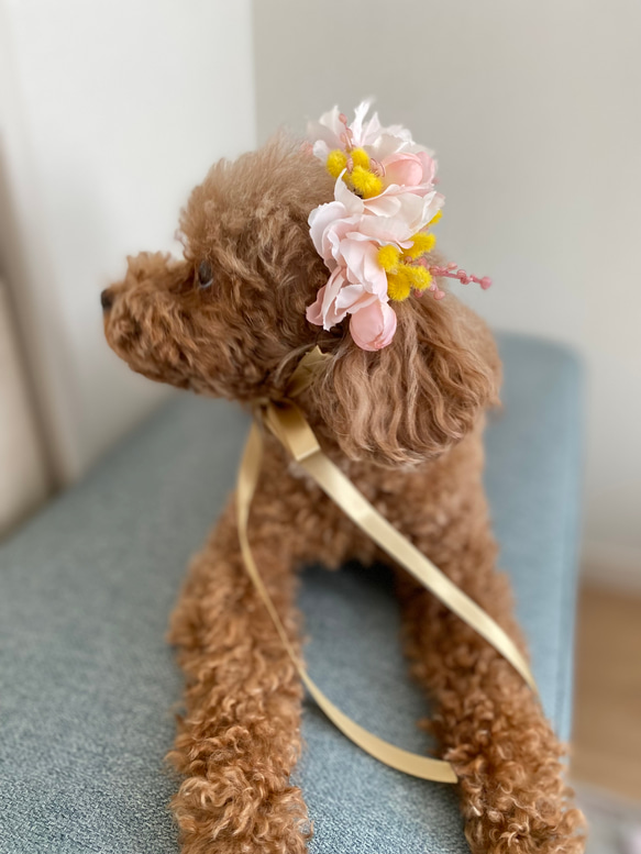 八重桜とミモザの花飾り ペット用 6枚目の画像