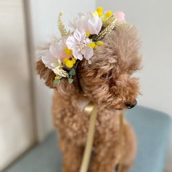 八重桜と小花とミモザの花飾り ペット用 1枚目の画像