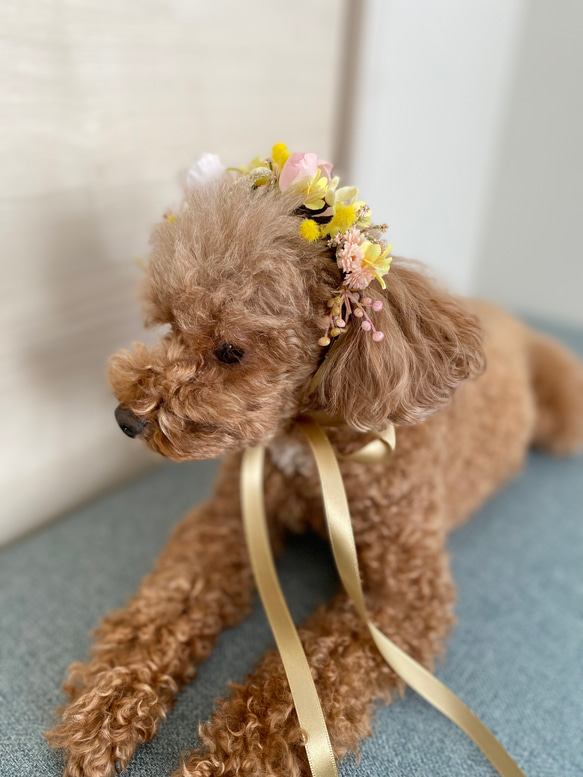 八重桜と小花とミモザの花飾り ペット用 2枚目の画像