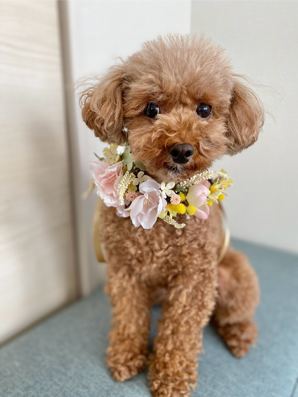 八重桜と小花とミモザの花飾り ペット用 8枚目の画像