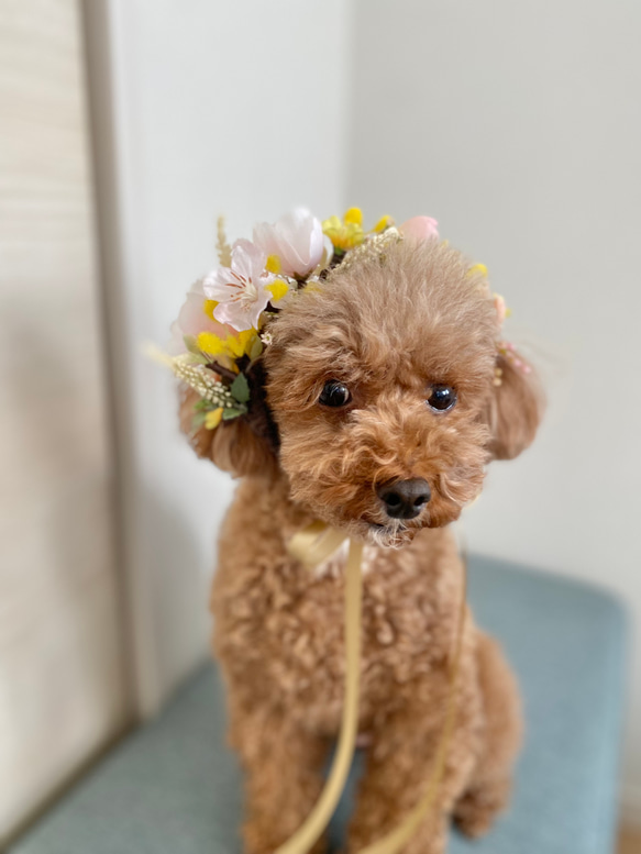 八重桜と小花とミモザの花飾り ペット用 7枚目の画像